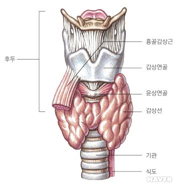 갑상선 해부학 및 생리학